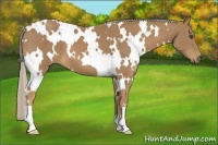 Horse Color:White Spotted Palomino Frame 