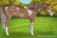 Horse Color:White Spotted Liver Chestnut Splash 