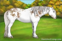 Horse Color:White Spotted Silver Bay 