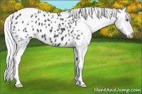 Horse Color:Silver Black Chinchilla Appaloosa 