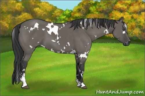 Horse Color:White Spotted Grullo Sabino 