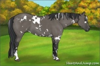 Horse Color:White Spotted Grullo Sabino