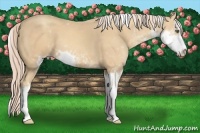 Horse Color:Gold Cream Champagne Sabino