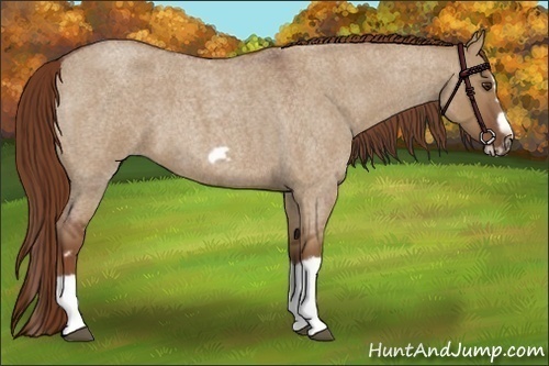 Horse Color:Red Dun Roan Splash Frame Rabicano 