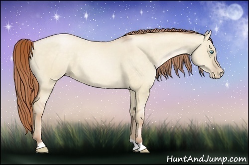 Horse Color:Buckskin Pearl Dun