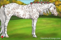 Horse Color:White Spotted Silver Bay Appaloosa 