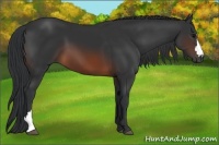 Horse Color:Brown 