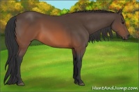 Horse Color:Brown 