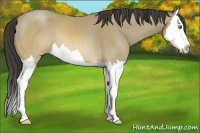 Horse Color:Sable Cream Champagne Sabino Splash 