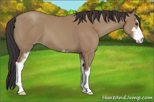 Horse Color:Classic Champagne Sabino
