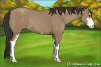 Horse Color:Classic Champagne Sabino 