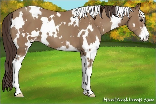 Horse Color:White Spotted Classic Champagne Sabino 