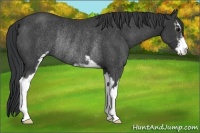 Horse Color:Black Sabino Rabicano 