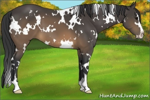 Horse Color:White Spotted Buckskin Sabino 