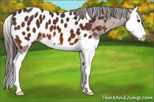 Horse Color:Bay Sabino Splash Near Leopard
