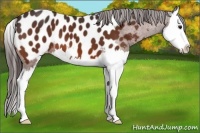 Horse Color:Bay Sabino Splash Near Leopard 