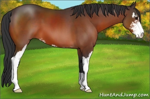 Horse Color:Bay Sabino