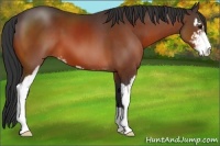 Horse Color:Bay Sabino 