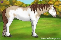 Horse Color:Red Dun Roan Splash Frame Rabicano