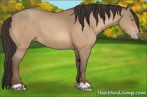 Horse Color:Amber Champagne 