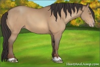 Horse Color:Amber Champagne