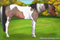 Horse Color:Bay Roan Tobiano 