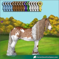 Horse Color:White Spotted Red Dun Splash Frame Rabicano Brindle 