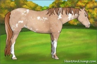 Horse Color:White Spotted Gold Champagne