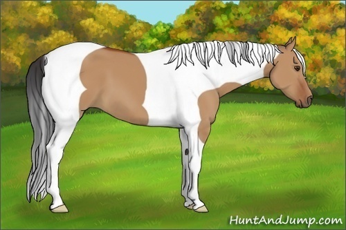 Horse Color:Bay Dun Tobiano Frame