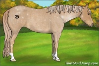 Horse Color:Palomino Roan 