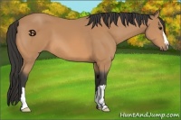 Horse Color:Buckskin 