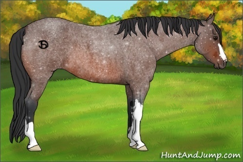 Horse Color:Bay Roan 