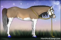 Horse Color:Bay Dun Splash 