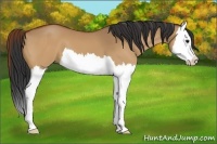 Horse Color:Bay Dun Splash