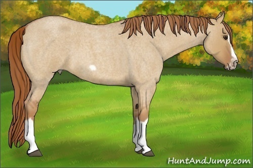 Horse Color:Red Dun Roan Splash Frame Rabicano