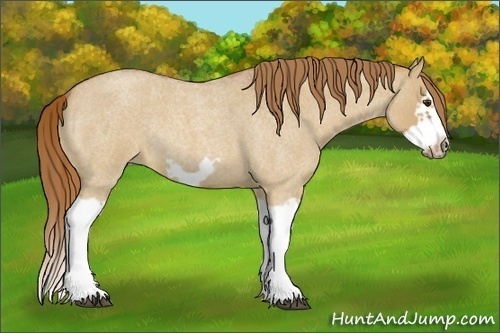 Horse Color:Red Dun Roan Splash Frame Rabicano 