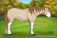 Horse Color:Red Dun Roan Splash Frame Rabicano 