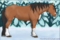 Horse Color:Bay Splash Frame