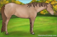 Horse Color:Bay Pearl 