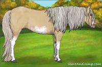 Horse Color:Silver Bay Dun Sabino Tobiano Frame Rabicano 
