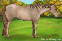 Horse Color:Liver Chestnut Pearl 