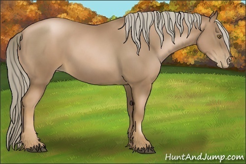 Horse Color:Liver Chestnut Pearl 