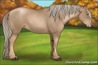Horse Color:Liver Chestnut Pearl 