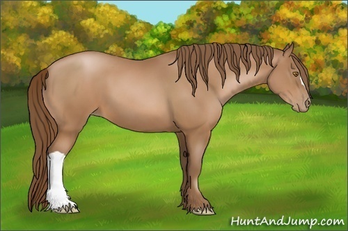 Horse Color:Bay Pearl