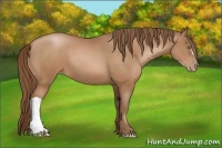 Horse Color:Bay Pearl 