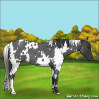 Horse Color:White Spotted Blue Roan 