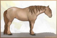 Horse Color:Liver Chestnut Pearl 