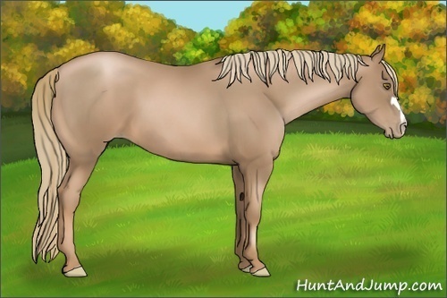 Horse Color:Liver Chestnut Pearl 