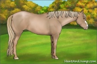 Horse Color:Liver Chestnut Pearl