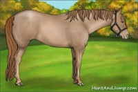 Horse Color:Liver Chestnut Pearl 
